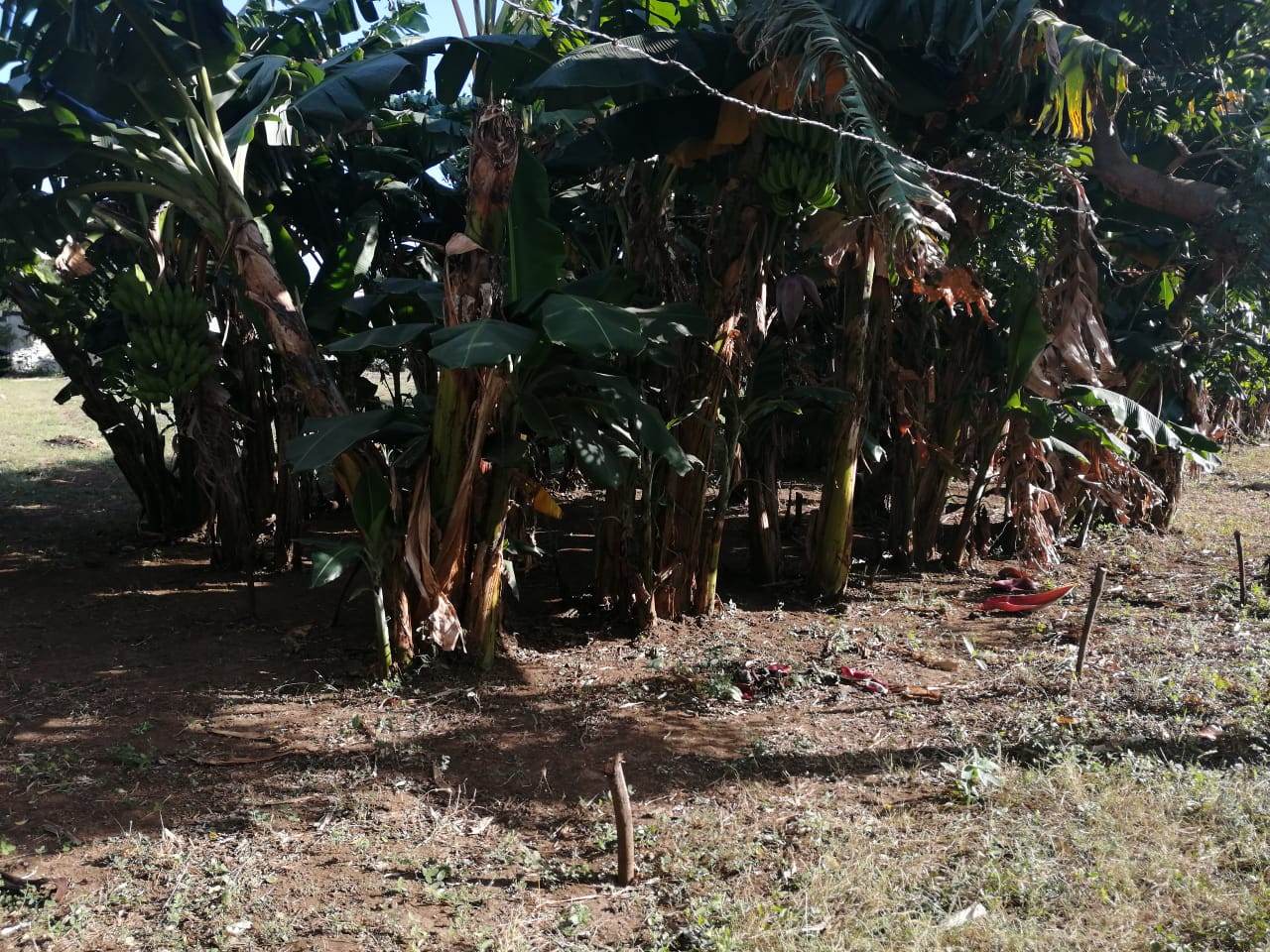 PATIO1